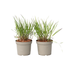 Switchgrass - 2 pieces - Panicum Virgatum 'Squaw' - Height 40-60cm - ⌀23cm