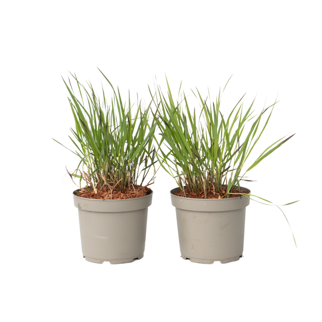 Switchgrass - 2 pieces - Panicum Virgatum 'Squaw' - Height 40-60cm - ⌀23cm