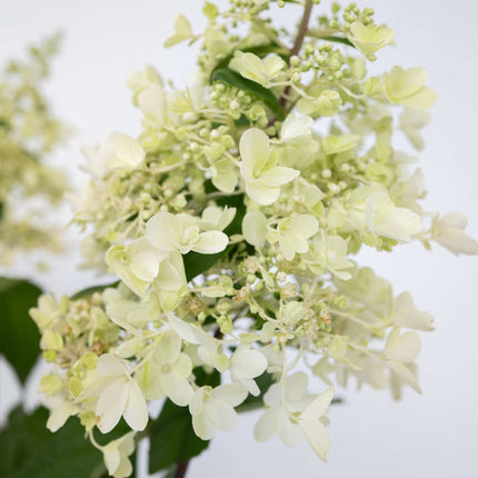 Hortensia - Hydrangea paniculata 'Candlelight' - Height 25-40cm - ⌀19cm