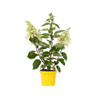 Hortensia - Hydrangea paniculata 'Candlelight' - Height 25-40cm - ⌀19cm