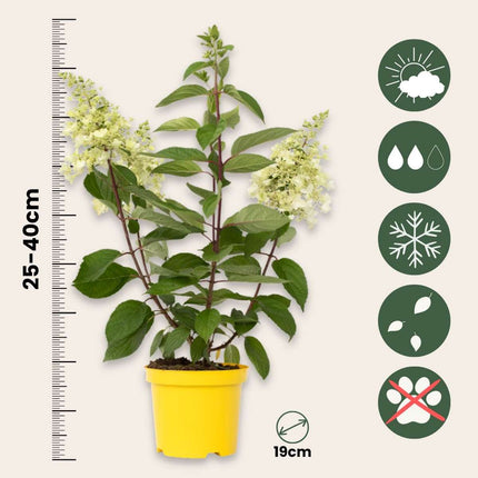 Hortensia - Hydrangea paniculata 'Candlelight' - Height 25-40cm - ⌀19cm