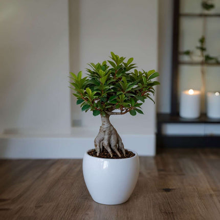 Curtain Fig - 4 pcs. - Ficus microcarpa - Height 30-40cm - ⌀12cm