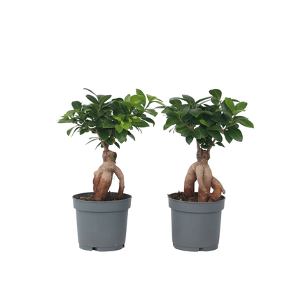 Curtain Fig - 4 pcs. - Ficus microcarpa - Height 30-40cm - ⌀12cm