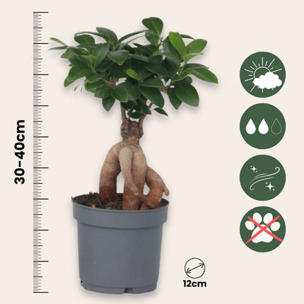 Curtain Fig - 4 pcs. - Ficus microcarpa - Height 30-40cm - ⌀12cm