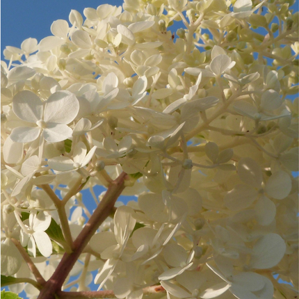 Hortensia - 6 pcs. - Hydrangea paniculata - Height 25-35cm - ⌀9cm