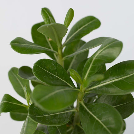 Desert rose - 2 pcs. - Adenium obesum - Height 25-40cm - ⌀10,5cm