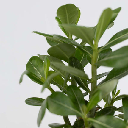 Desert rose - 2 pcs. - Adenium obesum - Height 25-40cm - ⌀10,5cm