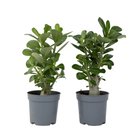 Desert rose - 2 pcs. - Adenium obesum - Height 25-40cm - ⌀10,5cm