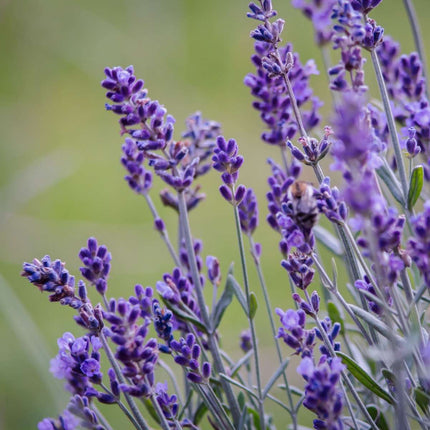 Lavender - 6 pcs. - Lavandula angustifolia - Height 10-15cm - ⌀10,5cm