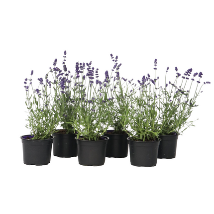 Lavender - 6 pcs. - Lavandula angustifolia - Height 10-15cm - ⌀10,5cm