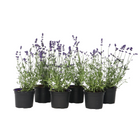 Lavender - 6 pcs. - Lavandula angustifolia - Height 10-15cm - ⌀10,5cm