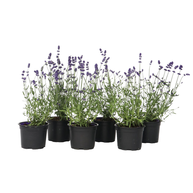Lavender - 6 pcs. - Lavandula angustifolia - Height 10-15cm - ⌀10,5cm