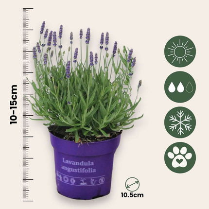 Lavender - 6 pcs. - Lavandula angustifolia - Height 10-15cm - ⌀10,5cm