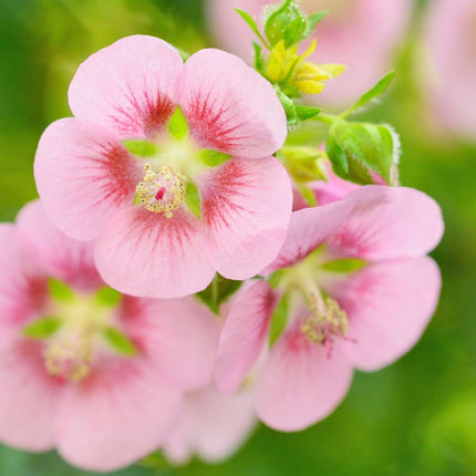 African mallow - 6 pcs. - Anisodontea capensis 'El Rayo' - Height 25-40cm - ⌀9cm