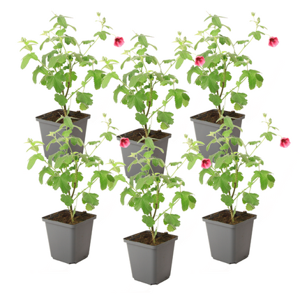 African mallow - 6 pcs. - Anisodontea capensis 'El Rayo' - Height 25-40cm - ⌀9cm
