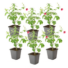 African mallow - 6 pcs. - Anisodontea capensis 'El Rayo' - Height 25-40cm - ⌀9cm