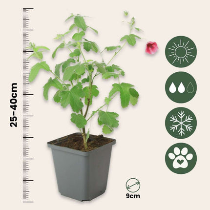 African mallow - 6 pcs. - Anisodontea capensis 'El Rayo' - Height 25-40cm - ⌀9cm