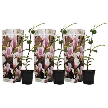 Magnolias - 3 pcs. - Magnolia 'Soulangea' - Height 25-40cm - ⌀9cm