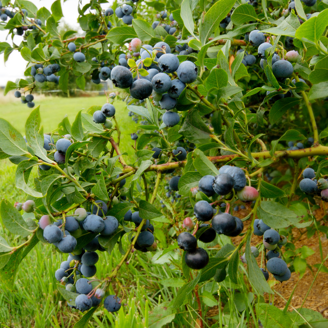Blueberry - 6 pcs. - Vaccinium corymbosum 'Sunshine Blue' - H25-40cm - ⌀9cm
