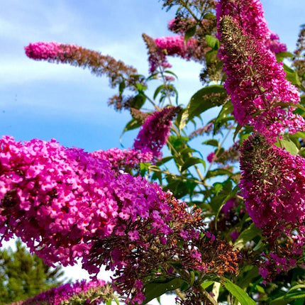 Summer lilac - 3 pcs. - Buddleja davidii - Height 25-40cm - ⌀9cm