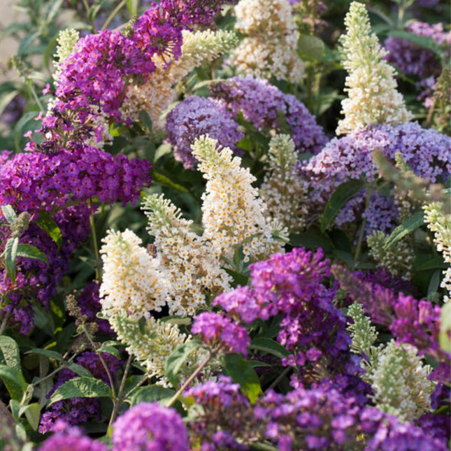 Summer lilac - 3 pcs. - Buddleja davidii - Height 25-40cm - ⌀9cm