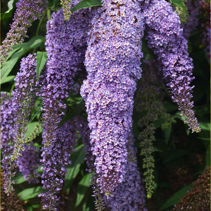 Summer lilac - 3 pcs. - Buddleja davidii - Height 25-40cm - ⌀9cm