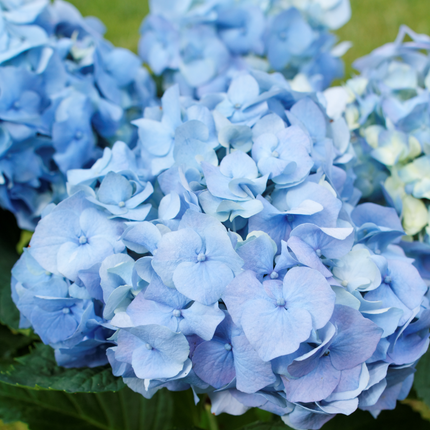 Hortensia - 6 pcs. - Hydrangea macrophylla - Height 25-40cm - ⌀9cm