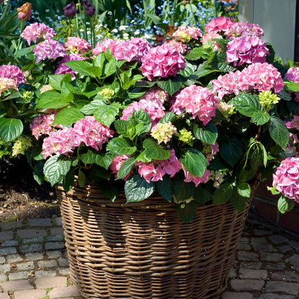 Hortensia - 3 pcs. - Hydrangea macrophylla 'Early Pink' - Height 25-40cm - ⌀9cm