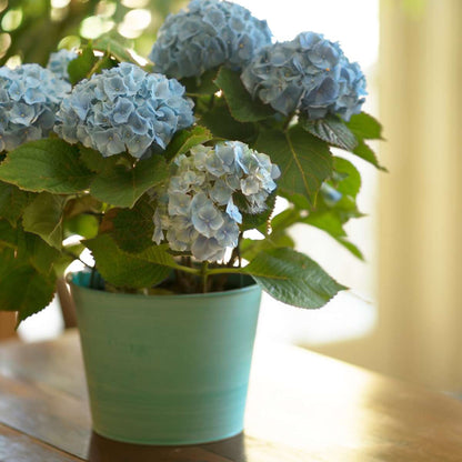 Hortensia - 3 pcs. - Hydrangea macrophylla teller 'Nizza' - H25-40cm - ⌀9cm