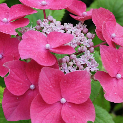 Hortensia - 3 pcs. - Hydrangea macrophylla 'Red Bull' - Height 25-40cm - ⌀9cm