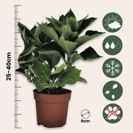 Hortensia - 3 pcs. - Hydrangea macrophylla 'Red Bull' - Height 25-40cm - ⌀9cm