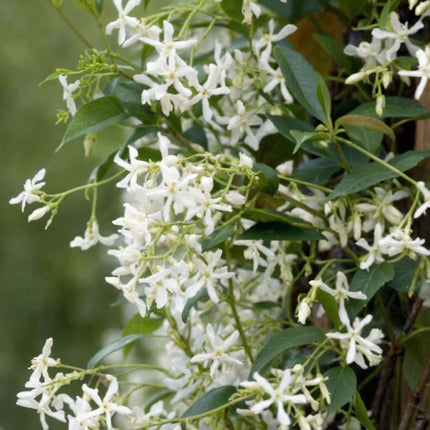 Star of Jasmine - 6 pcs. - Trachelospermum jasminoides - Height 25-40cm - ⌀9cm