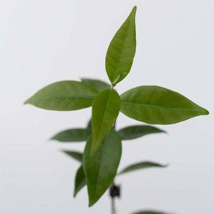 Star of Jasmine - 6 pcs. - Trachelospermum jasminoides - Height 25-40cm - ⌀9cm