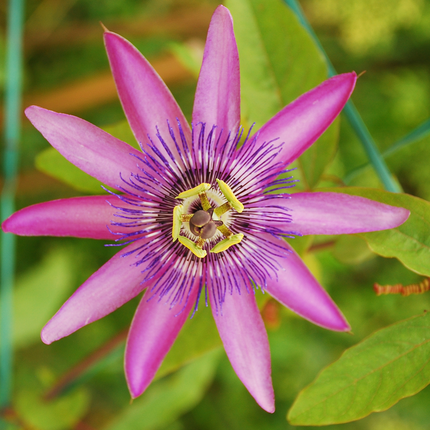 Passion Flower - 6 pcs. - Passiflora hybridum - Height 25-40cm - ⌀9cm