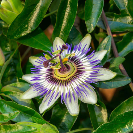Passion Flower - 6 pcs. - Passiflora hybridum - Height 25-40cm - ⌀9cm