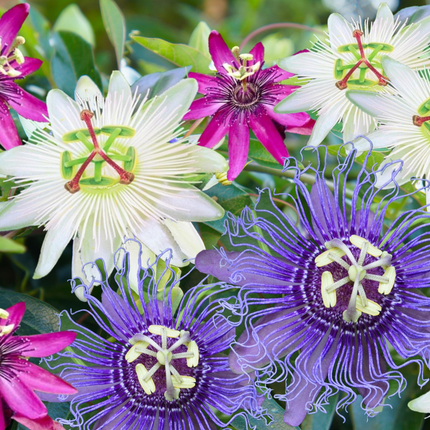Passion Flower - 6 pcs. - Passiflora hybridum - Height 25-40cm - ⌀9cm
