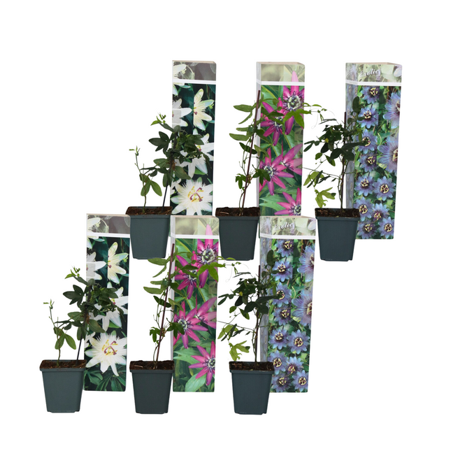 Passion Flower - 6 pcs. - Passiflora hybridum - Height 25-40cm - ⌀9cm