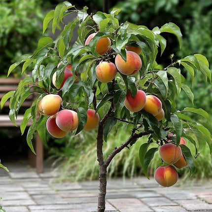 Peach Tree - Prunus 'Bonanza' - Height 60-70cm - ⌀15cm