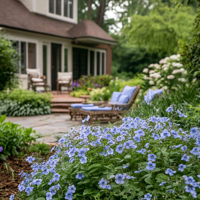Cape leadwort - 3 pcs. - Plumbago auriculata - Height 25-40cm - ⌀9cm