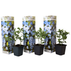 Cape leadwort - 3 pcs. - Plumbago auriculata - Height 25-40cm - ⌀9cm