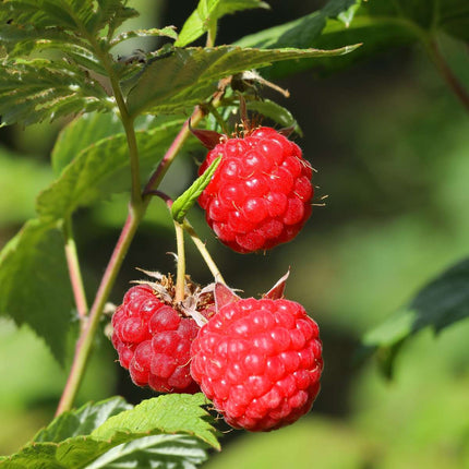 Raspberry plant - 6 pcs. - Rubus ideaus 'Autumn Bliss' - Height 25-40cm - ⌀9cm