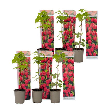 Raspberry plant - 6 pcs. - Rubus ideaus 'Autumn Bliss' - Height 25-40cm - ⌀9cm
