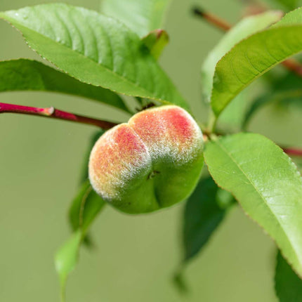 Peach Tree - 2 pcs. - Prunus persica 'Saturne' - Height 60-70cm - ⌀15cm