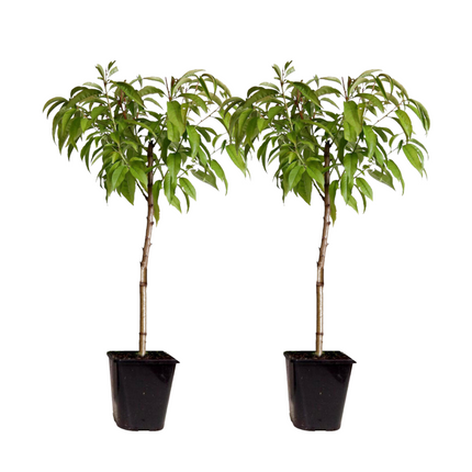Peach Tree - 2 pcs. - Prunus persica 'Saturne' - Height 60-70cm - ⌀15cm