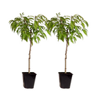 Peach Tree - 2 pcs. - Prunus persica 'Saturne' - Height 60-70cm - ⌀15cm