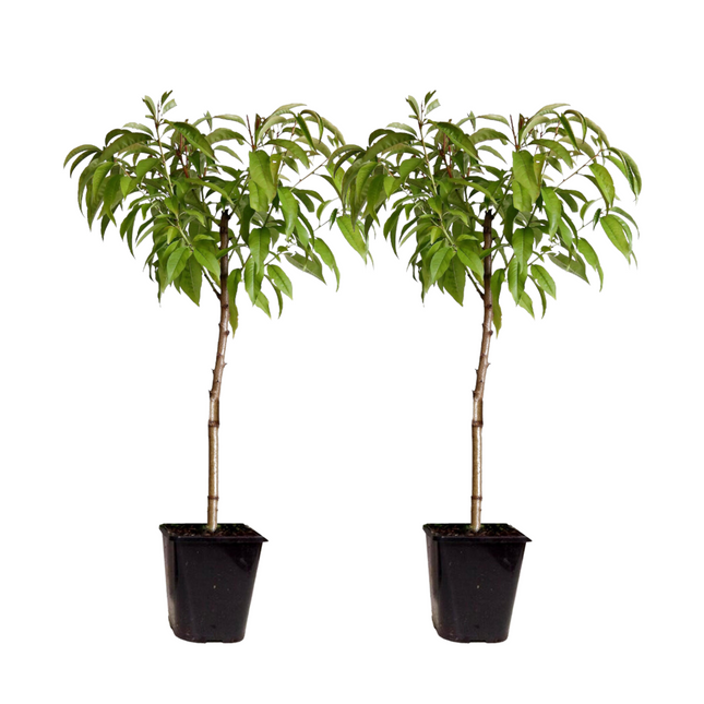 Peach Tree - 2 pcs. - Prunus persica 'Saturne' - Height 60-70cm - ⌀15cm