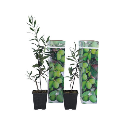 Olive tree - 2 pcs. - Olea europaea - Height 25-40cm - ⌀9cm