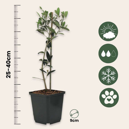 Olive tree - 2 pcs. - Olea europaea - Height 25-40cm - ⌀9cm