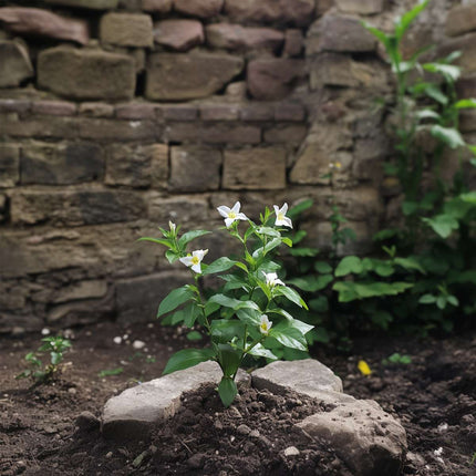 Star of Jasmine - 6 pcs. - Jasminum 'Officinale' - Height 25-40cm - ⌀9cm