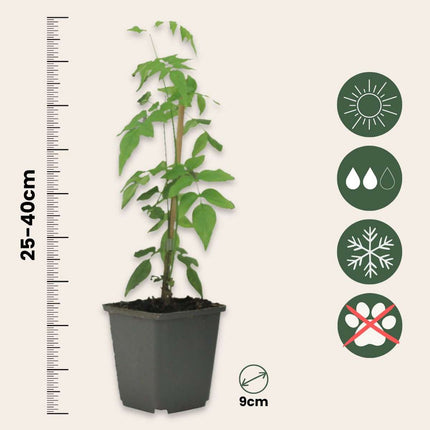 Star of Jasmine - 6 pcs. - Jasminum 'Officinale' - Height 25-40cm - ⌀9cm